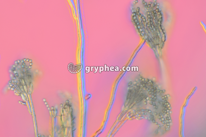 Penicillium  - Conidiophores et conidies x100 - gryphea.org